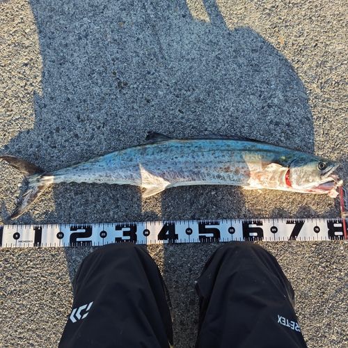 サワラの釣果