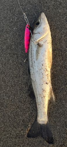 セイゴ（マルスズキ）の釣果