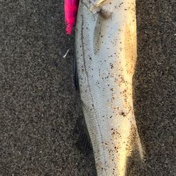 セイゴ（マルスズキ）