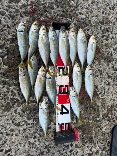 アジの釣果