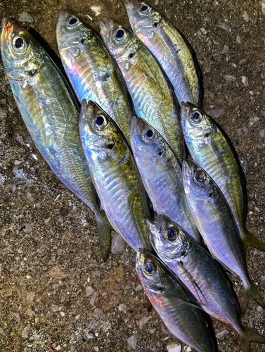 アジの釣果