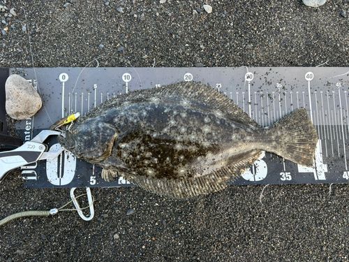 ヒラメの釣果