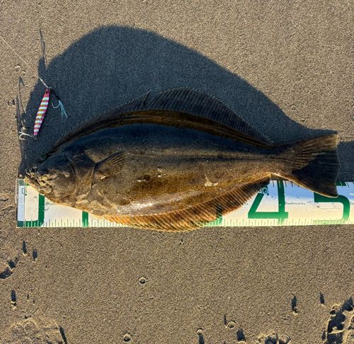 ヒラメの釣果