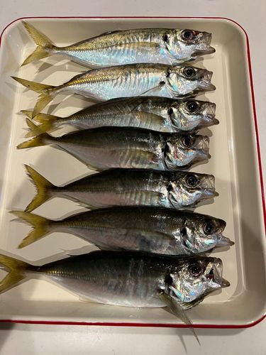 マアジの釣果