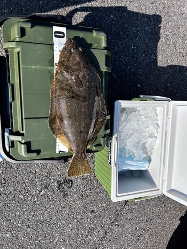 ヒラメの釣果