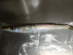 アカカマスの釣果