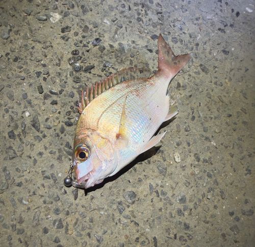 タイの釣果