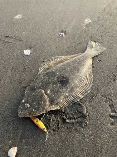ヒラメの釣果