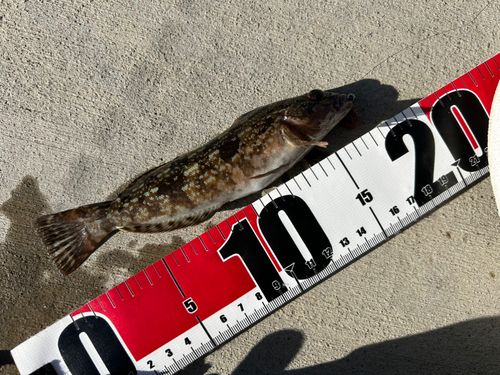 アイナメの釣果