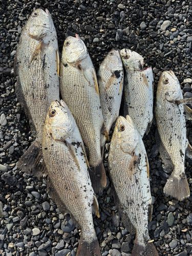 イシモチの釣果