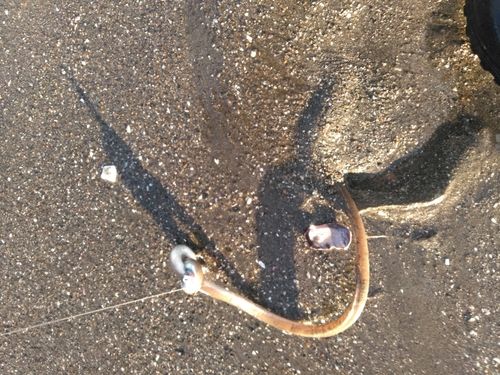 ダイナンウミヘビの釣果