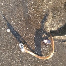 ダイナンウミヘビ