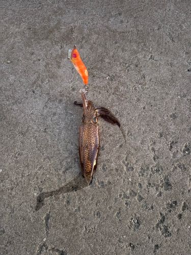 ヒイカの釣果