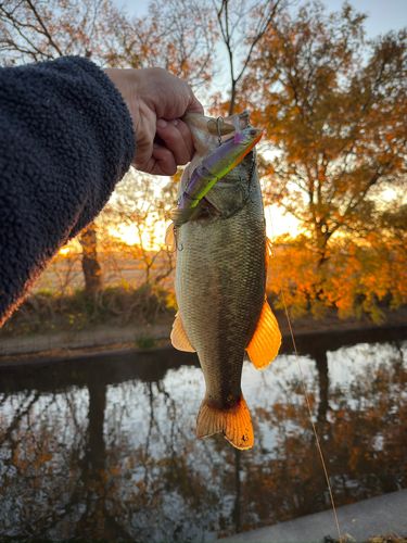 ブラックバスの釣果