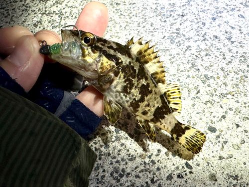 タケノコメバルの釣果
