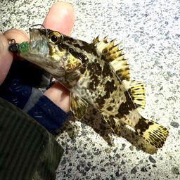 タケノコメバル