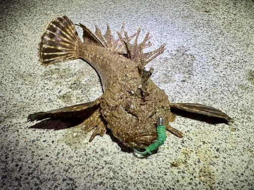 オニオコゼの釣果