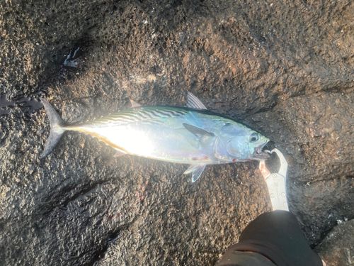 スマカツオの釣果