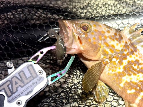 オニオコゼの釣果