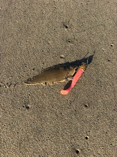 シタビラメの釣果