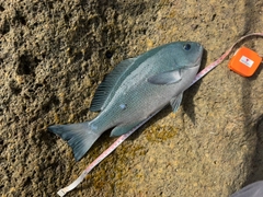 クチブトグレの釣果