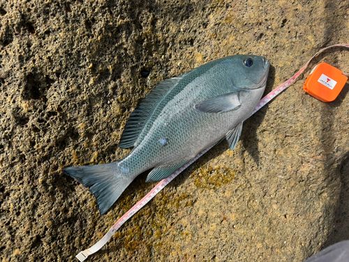 クチブトグレの釣果