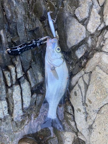 セイゴ（マルスズキ）の釣果