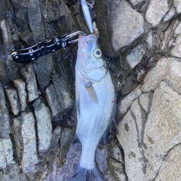 セイゴ（マルスズキ）