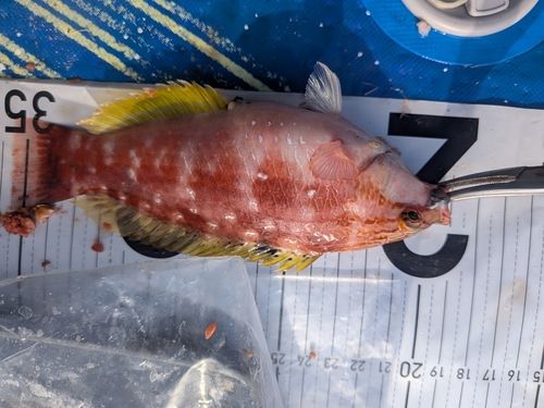 アカササノハベラの釣果