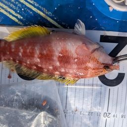 アカササノハベラ