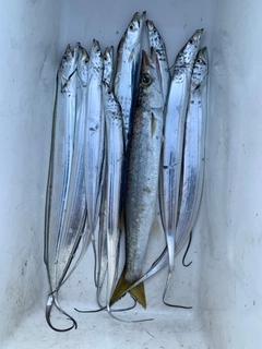 タチウオの釣果