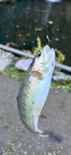 ニジマスの釣果