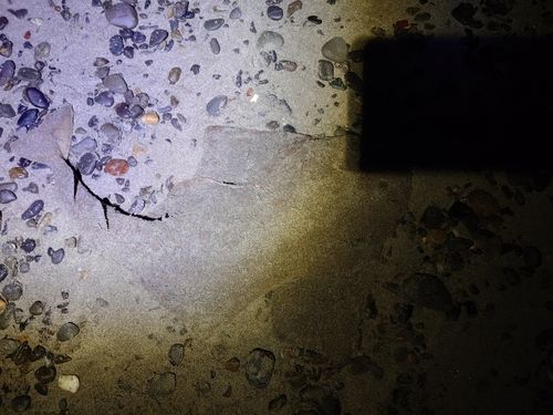 カスザメの釣果