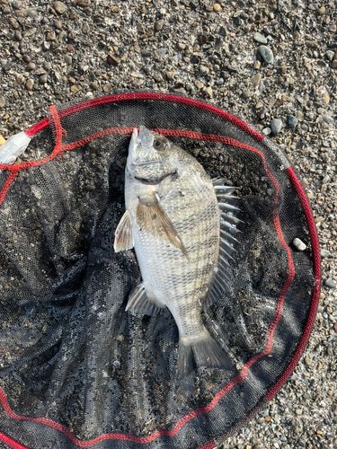 チンチンの釣果