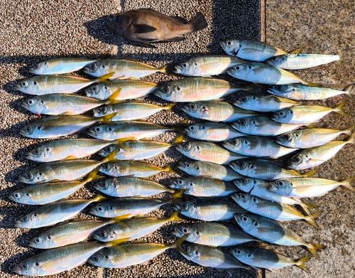アジの釣果