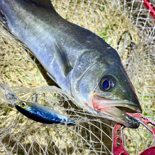 フッコ（マルスズキ）の釣果