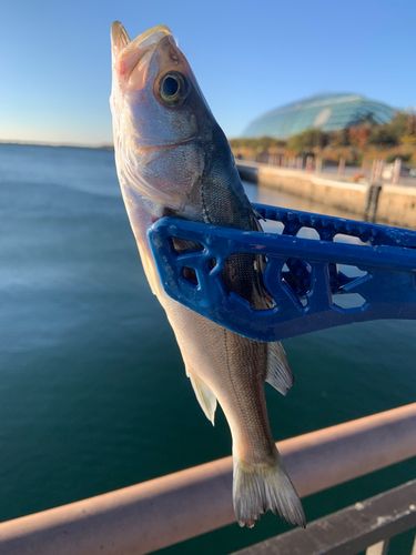 セイゴ（ヒラスズキ）の釣果