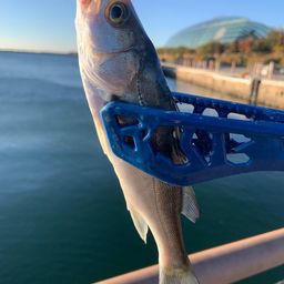 セイゴ（ヒラスズキ）