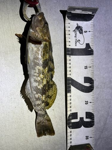 アイナメの釣果