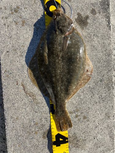 イシガレイの釣果