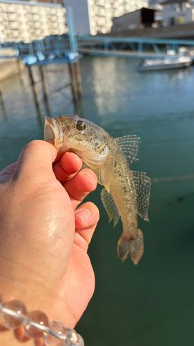 ハゼの釣果