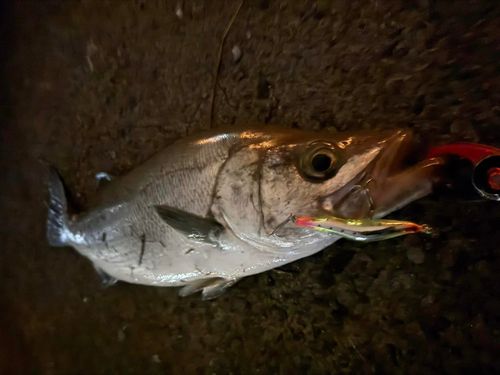 ヒラスズキの釣果