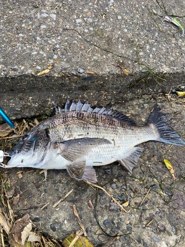 チヌの釣果
