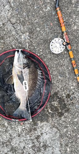 クロダイの釣果