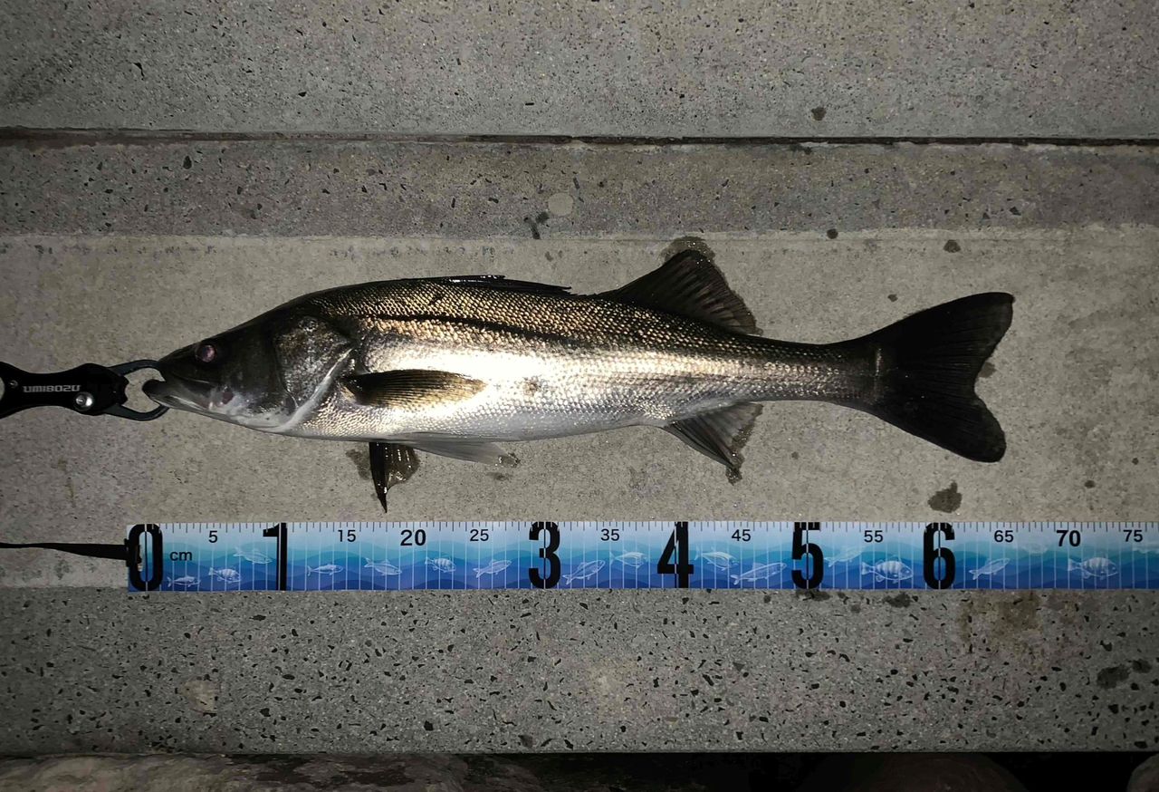 DAIWA 21ラブラックス AGS 100MLの最安値・インプレ・釣果 | 本音の