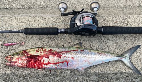 サゴシの釣果