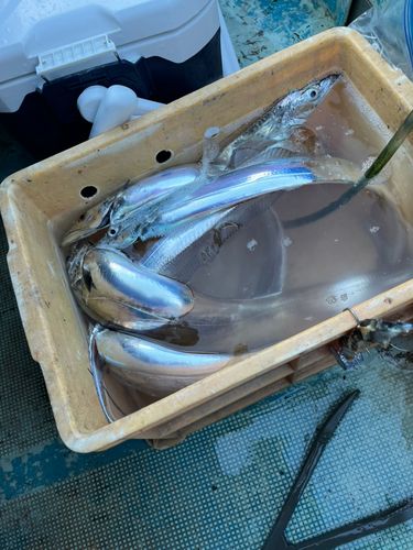 タチウオの釣果