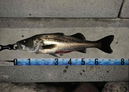 シーバスの釣果