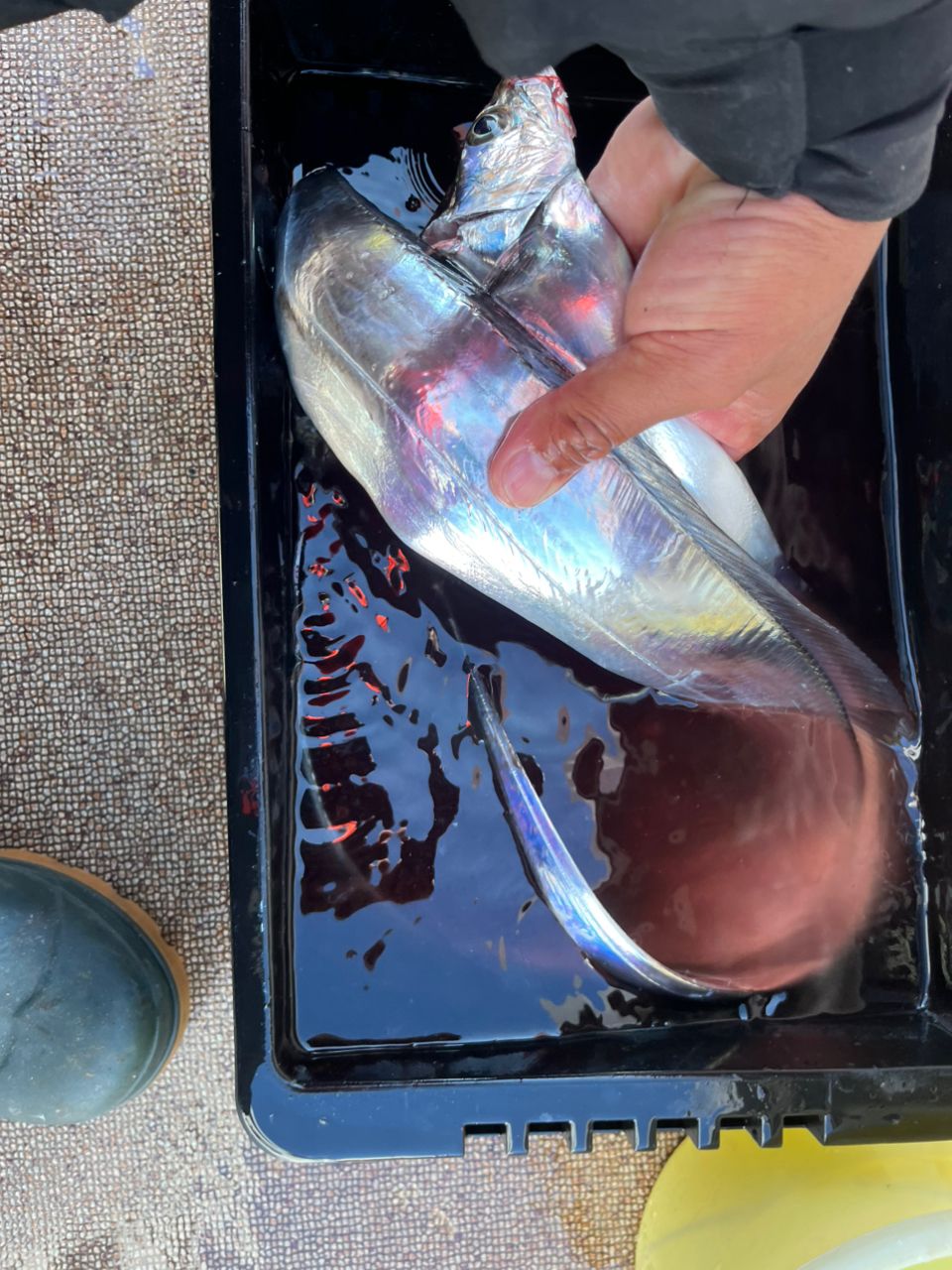 BOZUさんの釣果 1枚目の画像