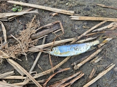 オイカワの釣果